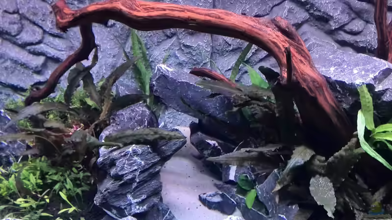 Aquarium Vom Dschungel zum Iwagumi von Vancouver2010 (31)