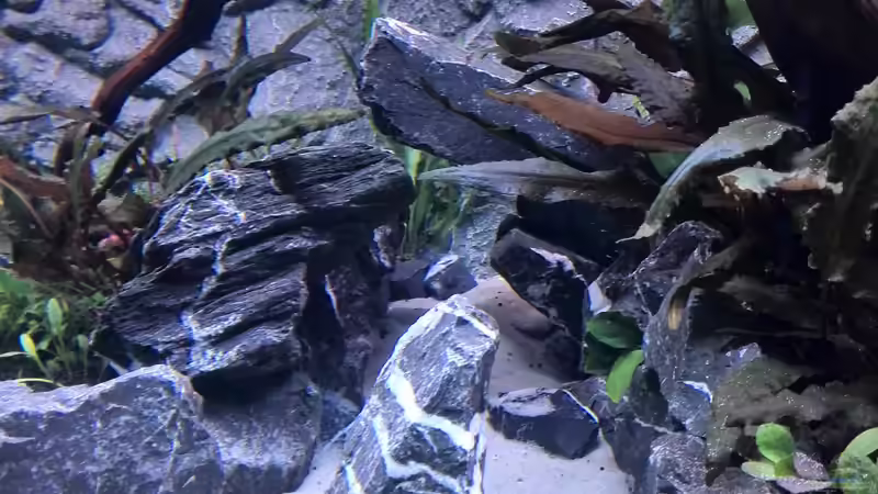 Aquarium Vom Dschungel zum Iwagumi von Vancouver2010 (32)