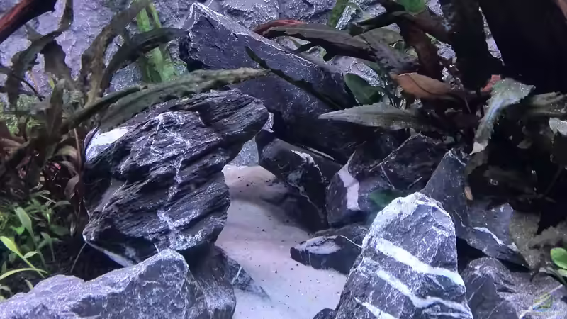 Aquarium Vom Dschungel zum Iwagumi von Vancouver2010 (33)