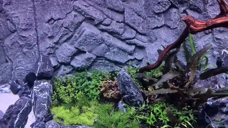 Aquarium Vom Dschungel zum Iwagumi von Vancouver2010 (34)