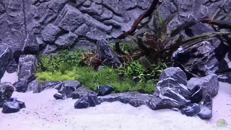 Aquarium Vom Dschungel zum Iwagumi von Vancouver2010 (35)