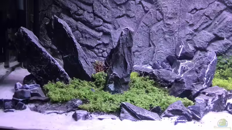 Aquarium Vom Dschungel zum Iwagumi von Vancouver2010 (36)