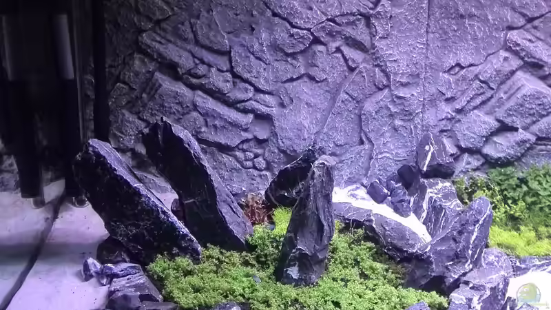 Aquarium Vom Dschungel zum Iwagumi von Vancouver2010 (37)