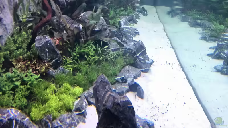 Aquarium Vom Dschungel zum Iwagumi von Vancouver2010 (38)