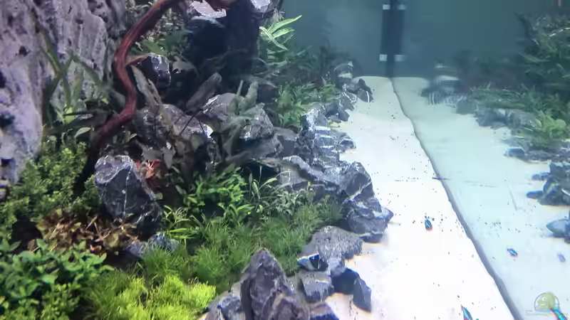 Aquarium Vom Dschungel zum Iwagumi von Vancouver2010 (39)