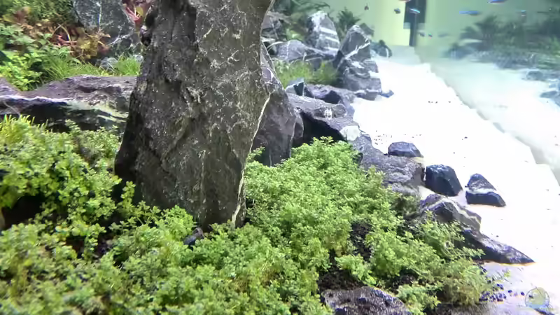 Aquarium Vom Dschungel zum Iwagumi von Vancouver2010 (40)