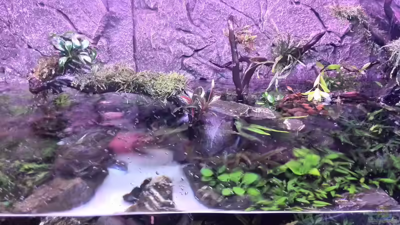 Aquarium Vom Dschungel zum Iwagumi von Vancouver2010 (46)