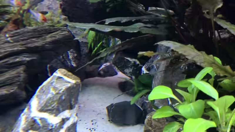 Aquarium Vom Dschungel zum Iwagumi von Vancouver2010 (47)