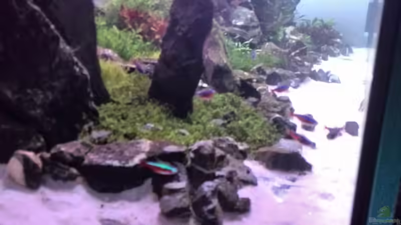 Aquarium Vom Dschungel zum Iwagumi von Vancouver2010 (48)