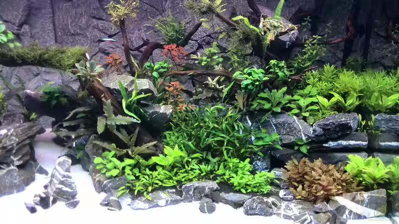 Aquarium Vom Dschungel zum Iwagumi von Vancouver2010 (54)