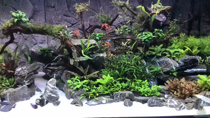 Aquarium Vom Dschungel zum Iwagumi von Vancouver2010 (55)