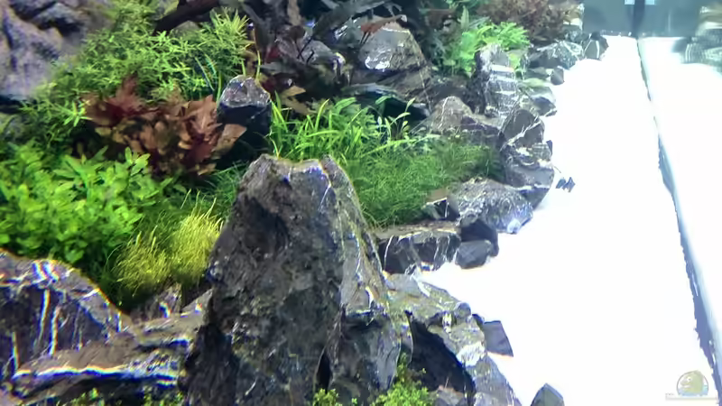 Aquarium Vom Dschungel zum Iwagumi von Vancouver2010 (56)