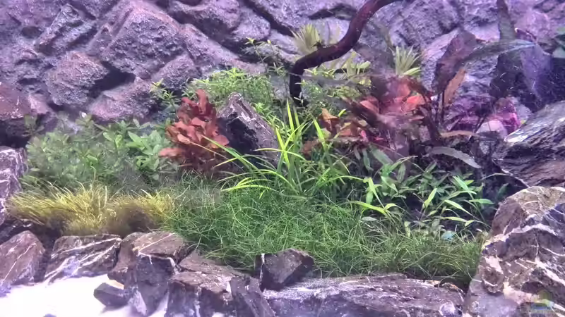 Aquarium Vom Dschungel zum Iwagumi von Vancouver2010 (61)