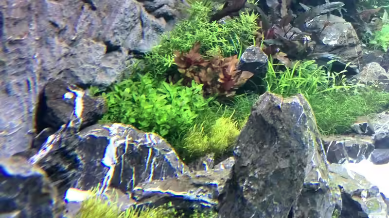 Aquarium Vom Dschungel zum Iwagumi von Vancouver2010 (62)