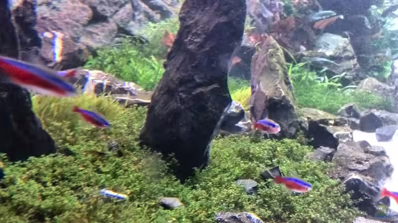 Aquarium Vom Dschungel zum Iwagumi von Vancouver2010 (64)