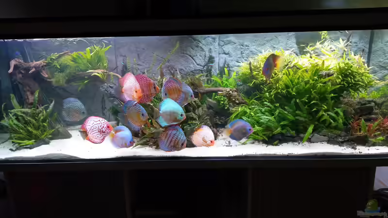 Aquarium Vom Dschungel zum Iwagumi von Vancouver2010 (66)