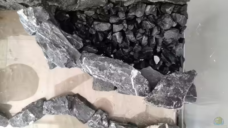 Aquarium Vom Dschungel zum Iwagumi von Vancouver2010 (8)