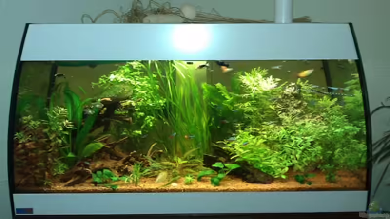 aquarium vom fadda von Alex Resch (2)