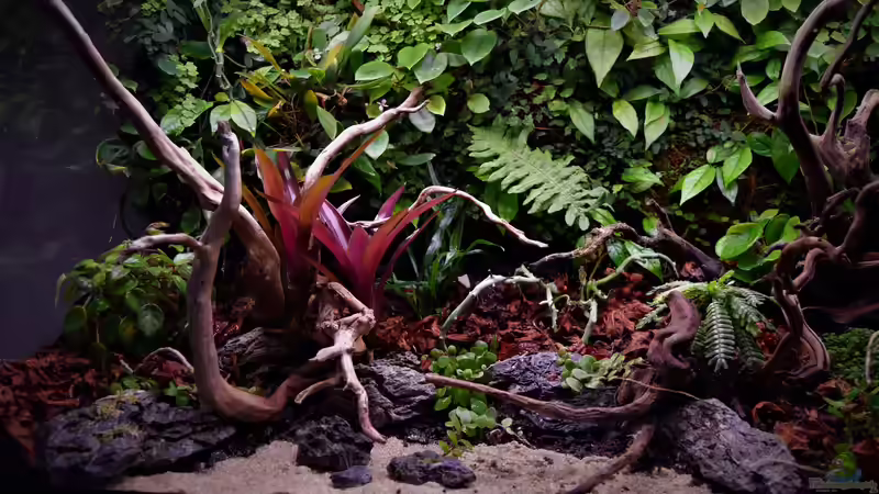 Aquarium Von Asseln und Tausendfüsslern von Junglist (3)