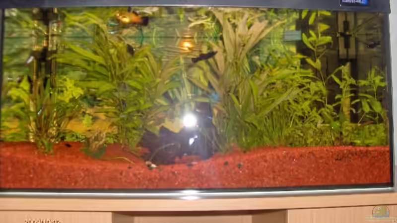 Aquarium von aussen (Beleuchtung aus) von reallordofnothing (2)