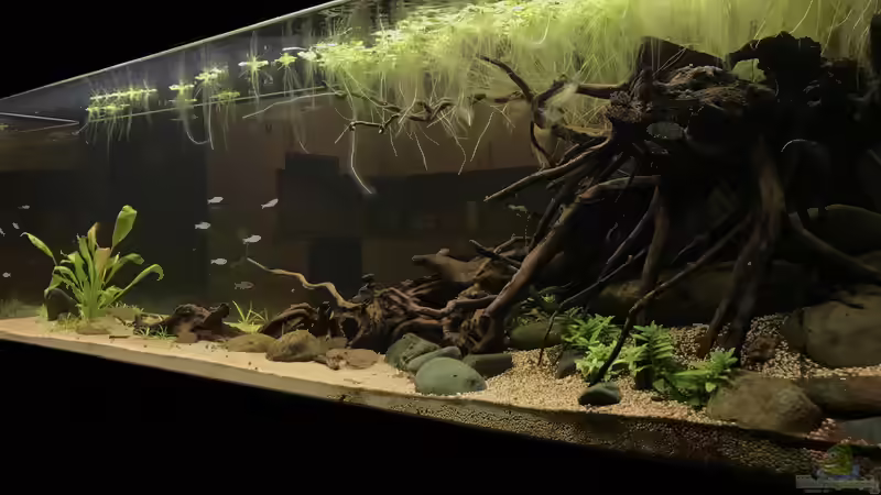 Aquarium von BlueWave (1)