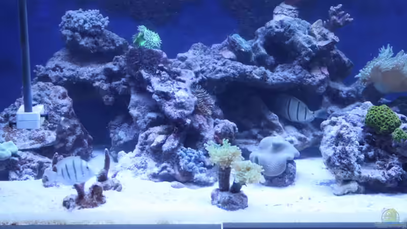 Aquarium von David F. (1)