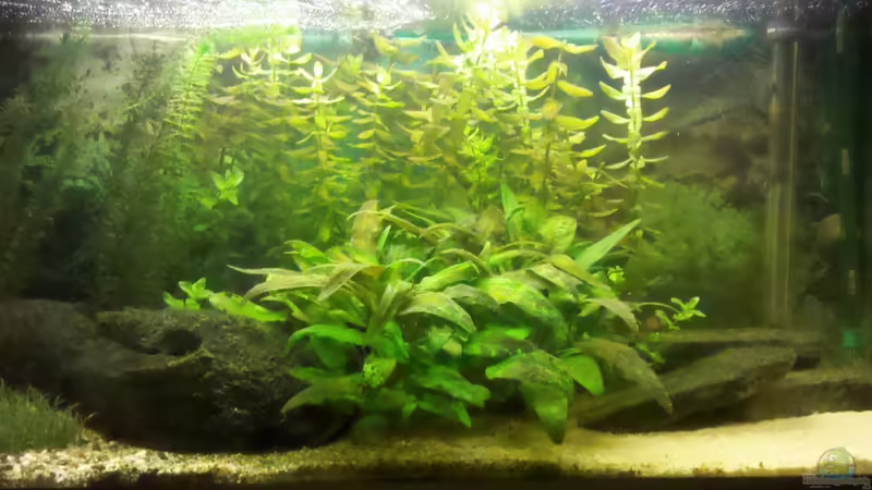 Aquarium von De Millo (1)