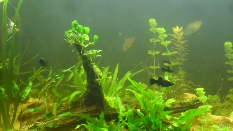 aquarium von der hinterseite aus von kleines becken (1)