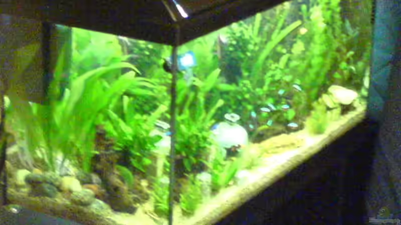 Aquarium von der linken Seite von Dornauge xxl (3)