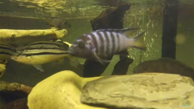 Aquarium von Esslinger (26)