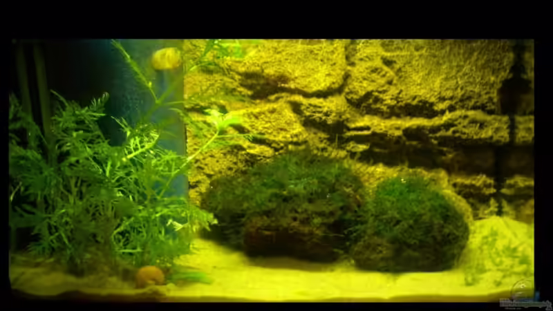 Aquarium von Hauke Schwarz