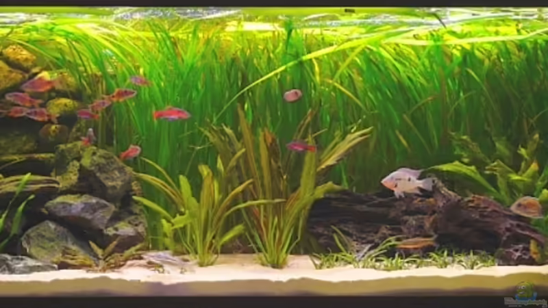 Aquarium von Henric Beyer (2)