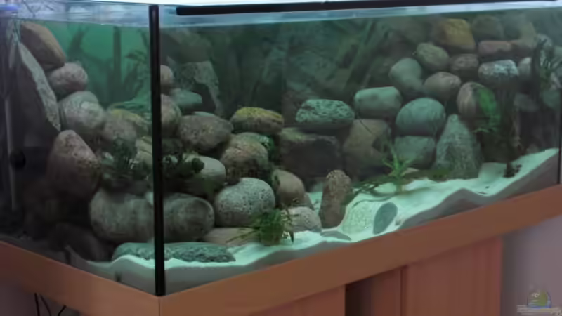 Aquarium von links von Malawi TOM (3)