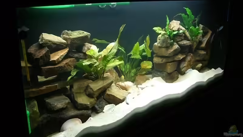 Aquarium von links von P.K. (2)