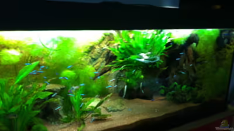 Aquarium von linlan (3)
