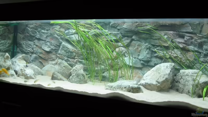 Aquarium von Maurice Malawi (1)