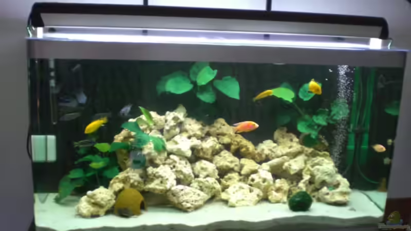 Aquarium von Mirco N. (2)