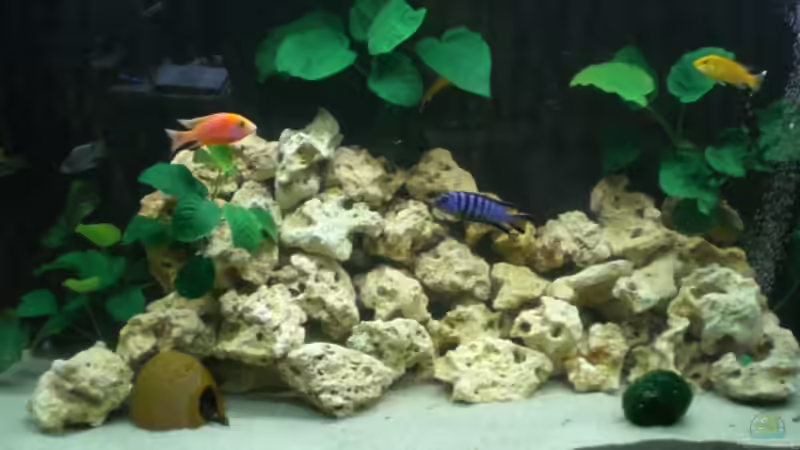 Aquarium von Mirco N. (3)