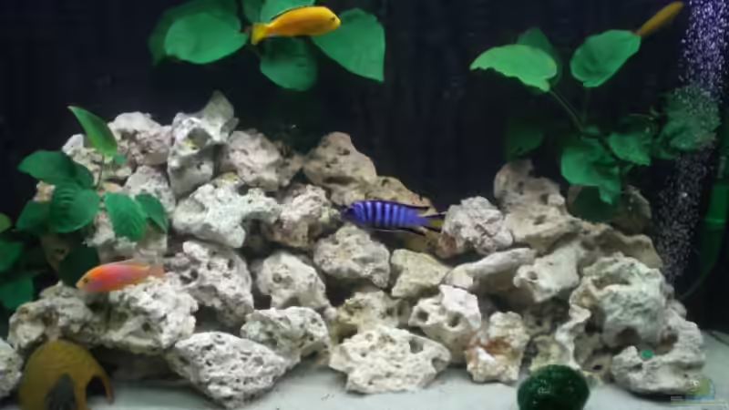 Aquarium von Mirco N. (4)