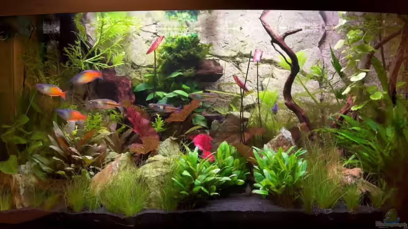 Aquarium von Olaf D. (1)