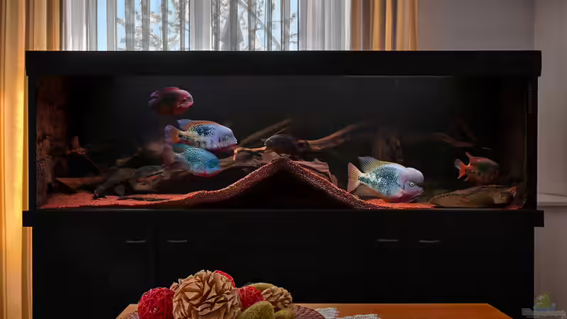 Aquarium von panaque67 (2)