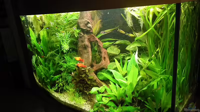 Aquarium von rechts von Bazzi (15)