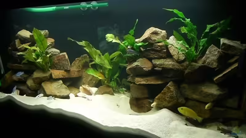 Aquarium von rechts von P.K. (3)