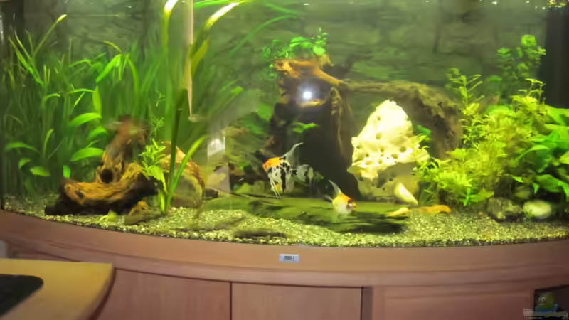 Aquarium von Thomas Dörfel (3)