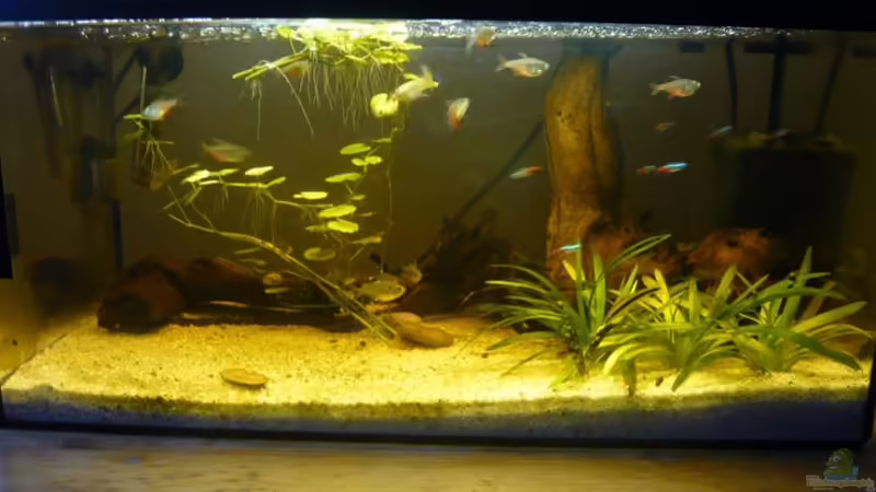 Aquarium von vorne von BeniBB