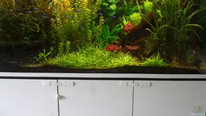 Aquarium von vorne von Christian Epp (2)