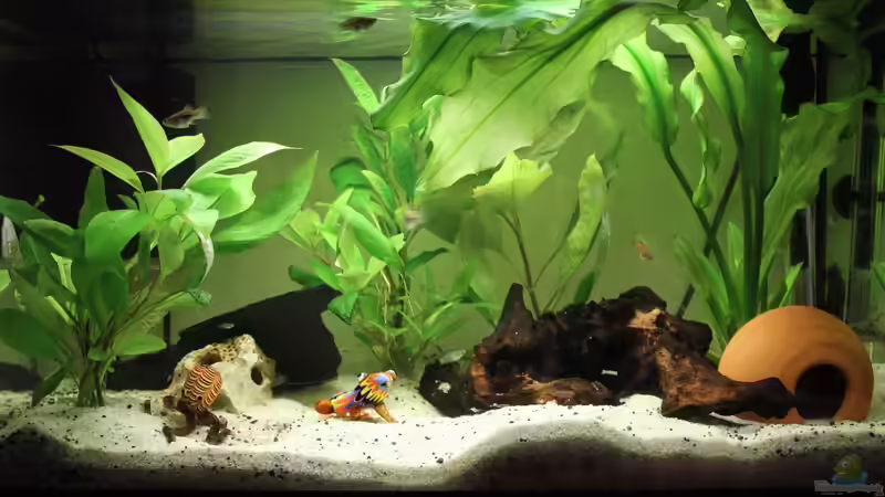 Aquarium vor kleinen Umbaz von Strandberd (5)