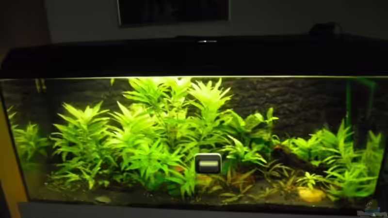 Aquarium vor Umbau in besten Zeiten von Zwergbuntbarschfan (3)