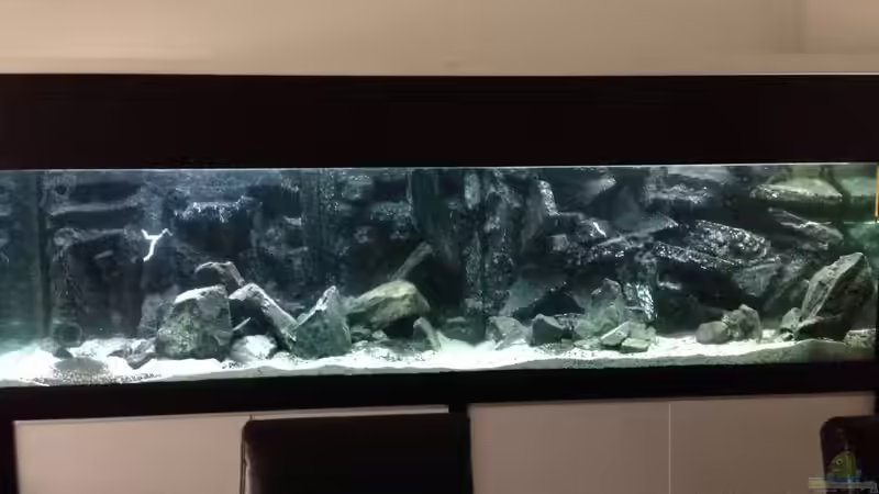 Aquarium Voralpen Afrika von Tobias Sanktjohanser (11)