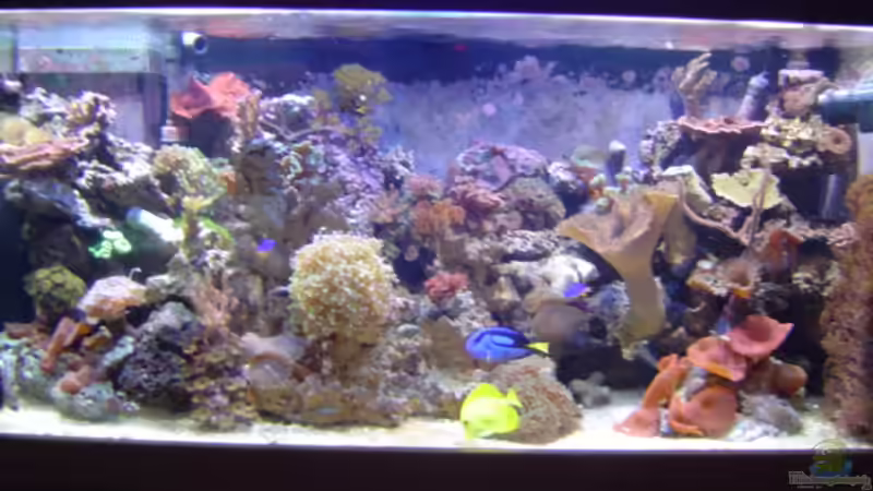 Aquarium vorderansicht von Joachim Gasser (1)